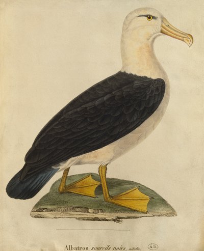 Albatross with black eyebrows by Paul Louis Oudart
